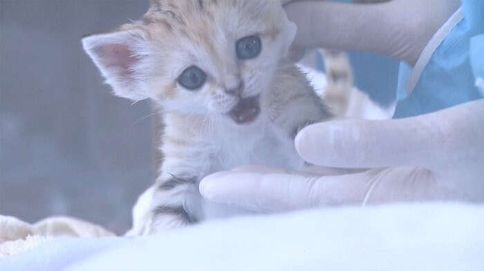 休業中に動物の赤ちゃんが次々誕生 カワウソやミーアキャット成長中!