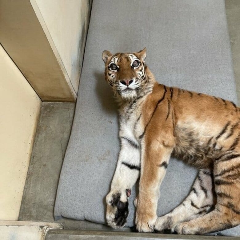 【速報】17歳で天国へ…釧路市動物園の人気者メスのアムールトラ「ココア」死ぬ＿後ろ脚に障害抱えながらも懸命に生きる姿が感動呼ぶ＿北海道釧路市｜FNNプライムオンライン