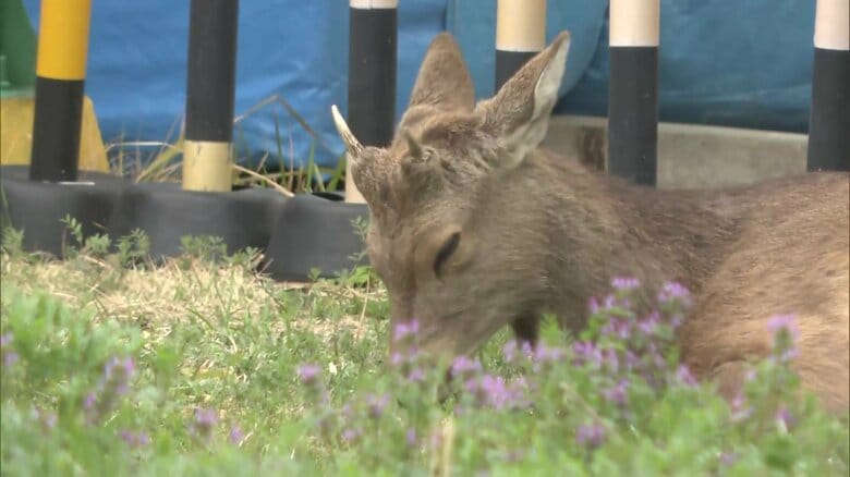 県知事「奈良公園から出た鹿は野生動物」　大阪府警の施設内にとどまるシカはリラックスモードも大阪市に“捕獲”要請｜FNNプライムオンライン