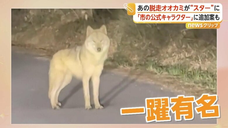 韓国・脱走オオカミ「ヌック」が一躍“スター”に　市の公式キャラクター案も浮上　「安易に商売に使うべきでない」の声も｜FNNプライムオンライン