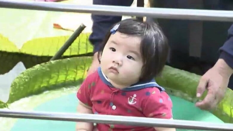 “世界一大きな葉”に乗ったよ！子供たちがオオオニバスの上へ…最大で直径1.5メートルも　水に浮かぶ不思議を体感　福岡｜FNNプライムオンライン