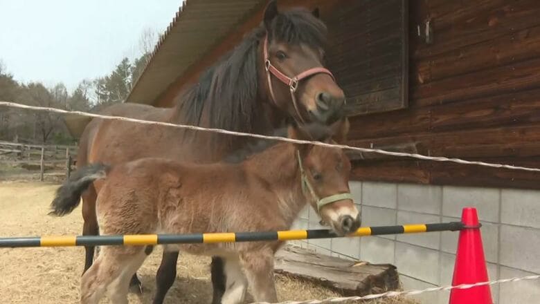 すくすく成長中！木曽馬の赤ちゃんが元気に駆け回る　長野・木曽町｜FNNプライムオンライン