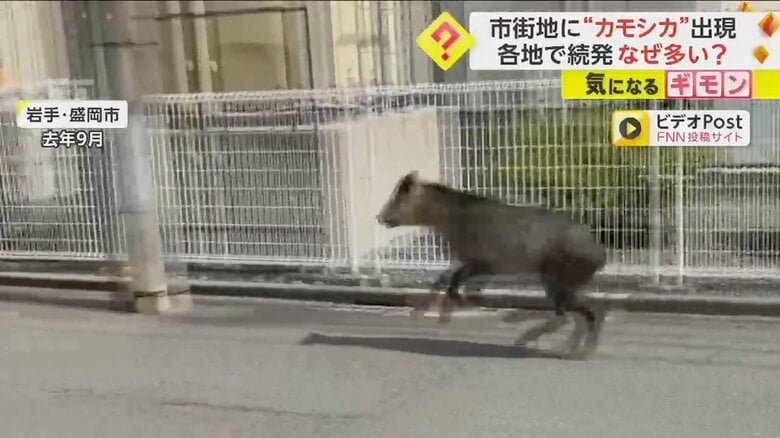 【カモシカ増加】仙台では市街地道路の真ん中を疾走し…岩手では住宅街にも　“特別天然記念物”指定で生息数増か｜FNNプライムオンライン