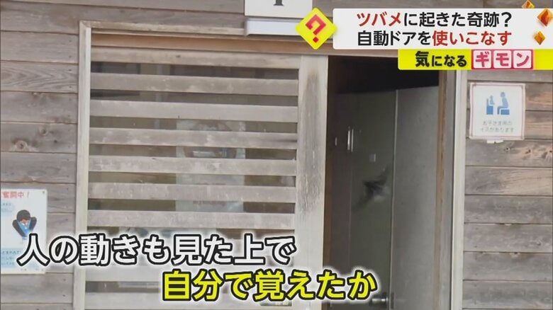 「めちゃくちゃ賢い！」自動ドア使いこなすツバメ　道の駅のトイレで”安心”子育て　人の動き見て”入るコツ”覚えたか｜FNNプライムオンライン