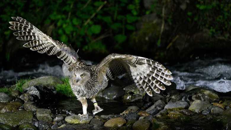 世界最大級のフクロウ類「シマフクロウ」