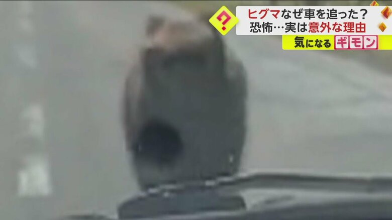 バックする車に向かって走り出すクマ(視聴者撮影)