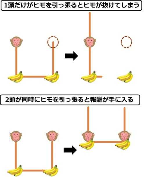 実験の模様を図解。互いに協力しないとエサを得られない仕組みとなっている。
