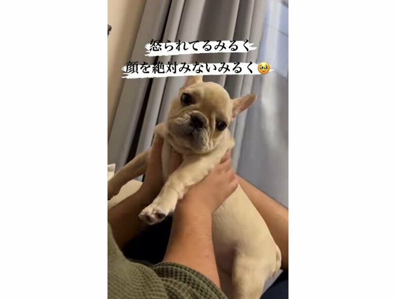 提供:みるくちゃん