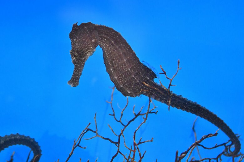 オオウミウマ（提供：サンシャイン水族館）