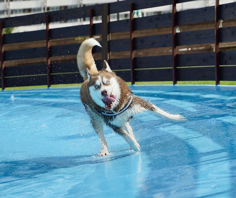プールを走り回っていたという大吉くん