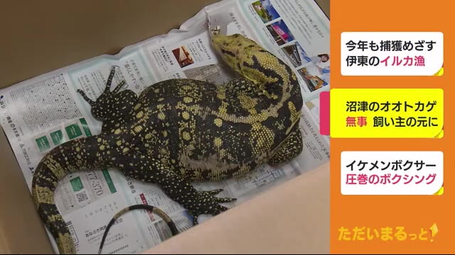 捕獲されたオオトカゲ 無事 飼い主の元に 三島の男性名乗り出る 静岡・沼津署