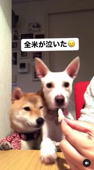 提供：柴犬ハル&雑種すずさん