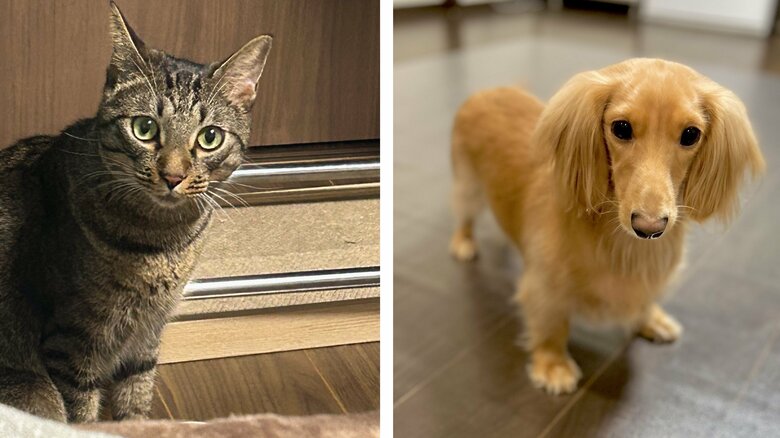 ねこくん（左）のことを、ボンくんは大好きという