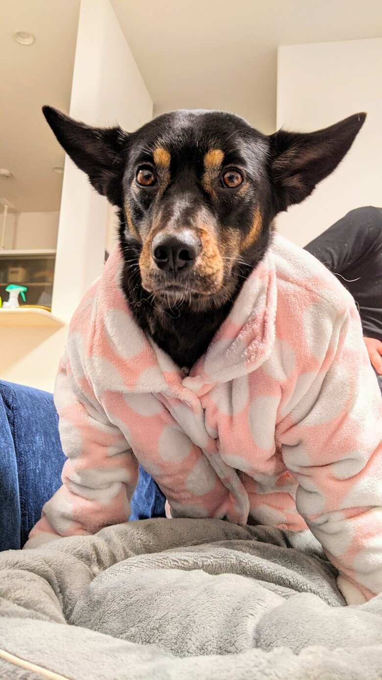 服を着たソラちゃん