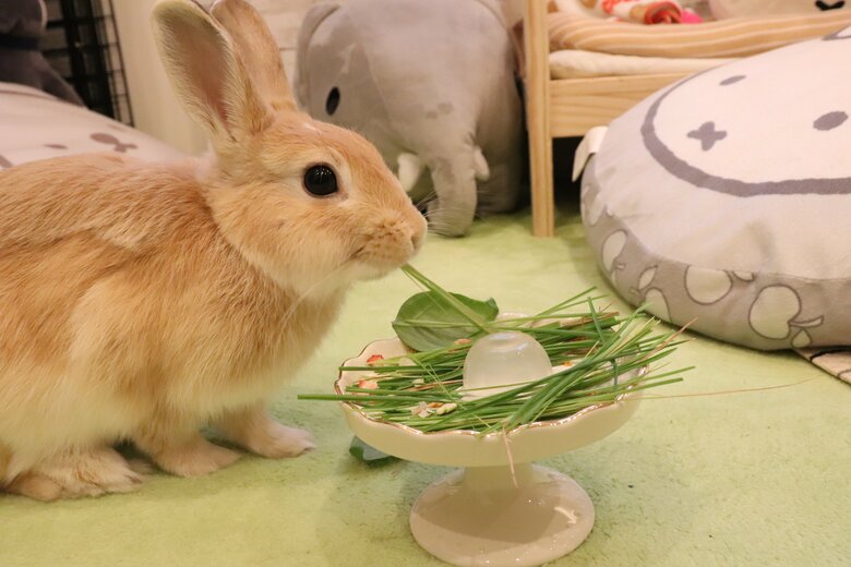 提供：げんまいとうるちさん