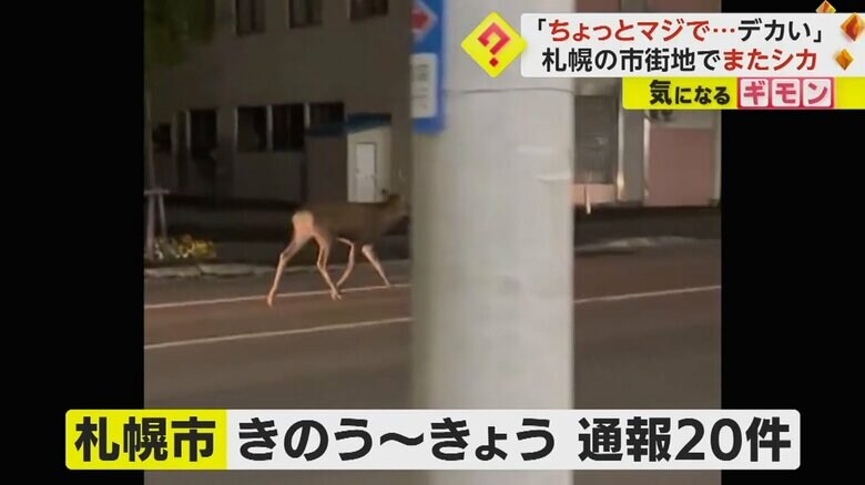 19日から20日までの間で、シカ出没の通報が20件あった札幌市中央区