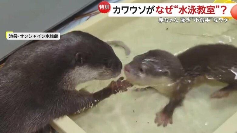 顔を引き上げるお母さん（映像提供：サンシャイン水族館）