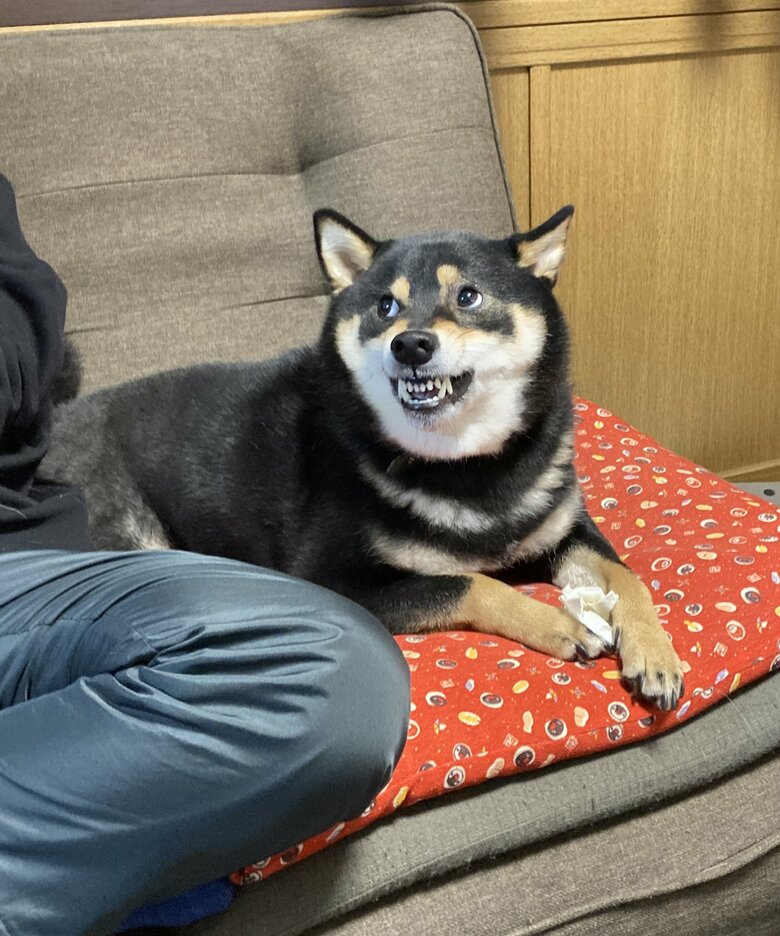 提供：黒柴ぎん@快杜号さん