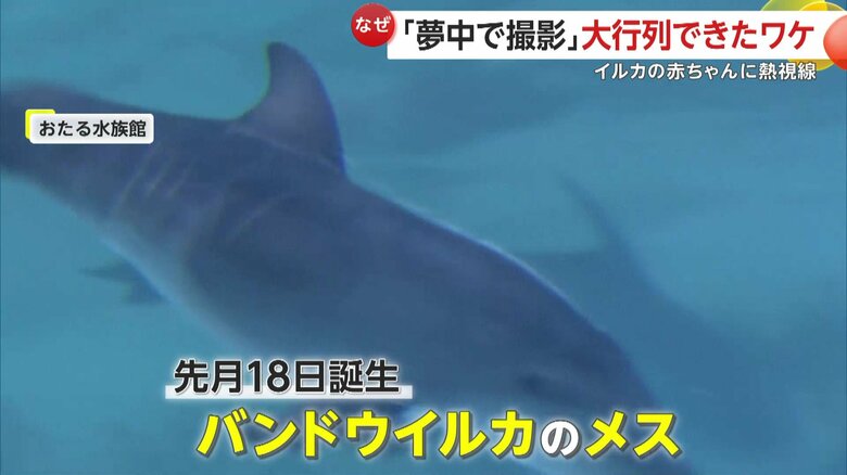 おたる水族館で生まれたバンドウイルカのメスの赤ちゃん