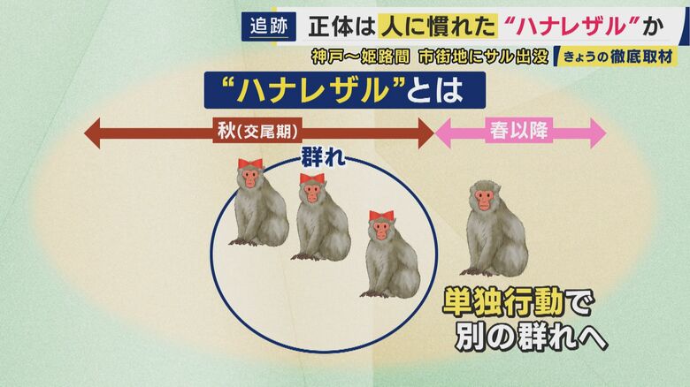 「ハナレザル」とは
