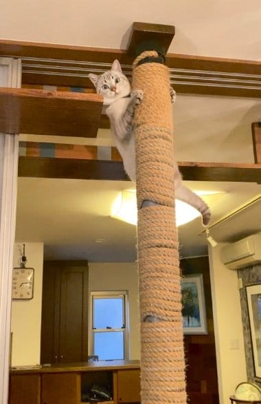キャットタワーには慣れないものの、“登り棒”は大好きだそう