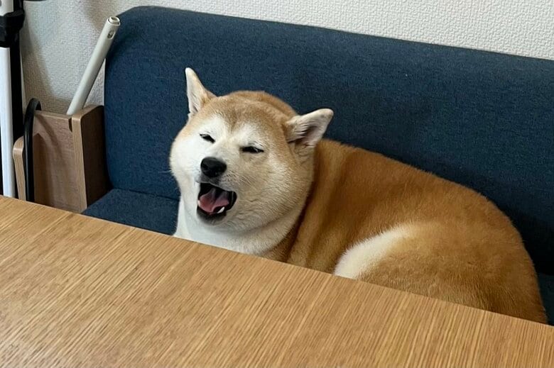 椅子の上でまったり
