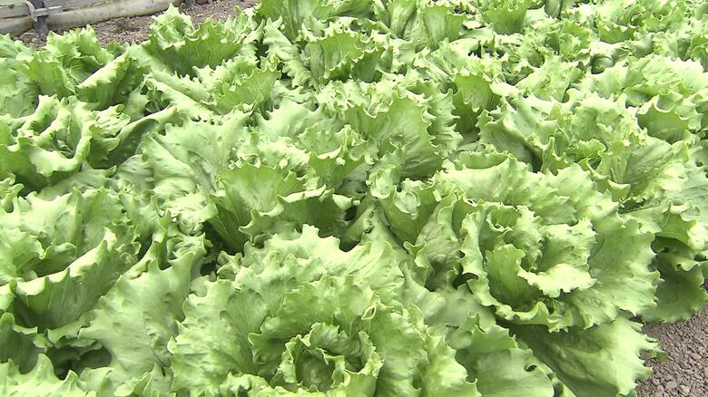 日光が足りずレタスの成長が遅れている