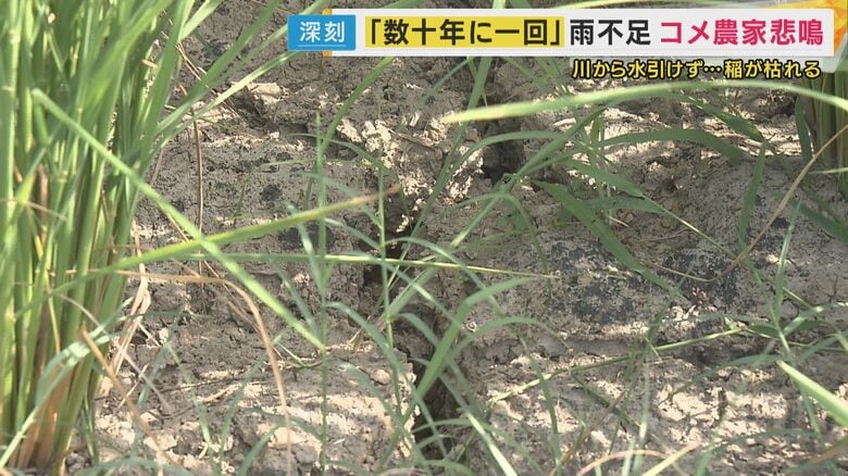 ひび割れた田んぼ