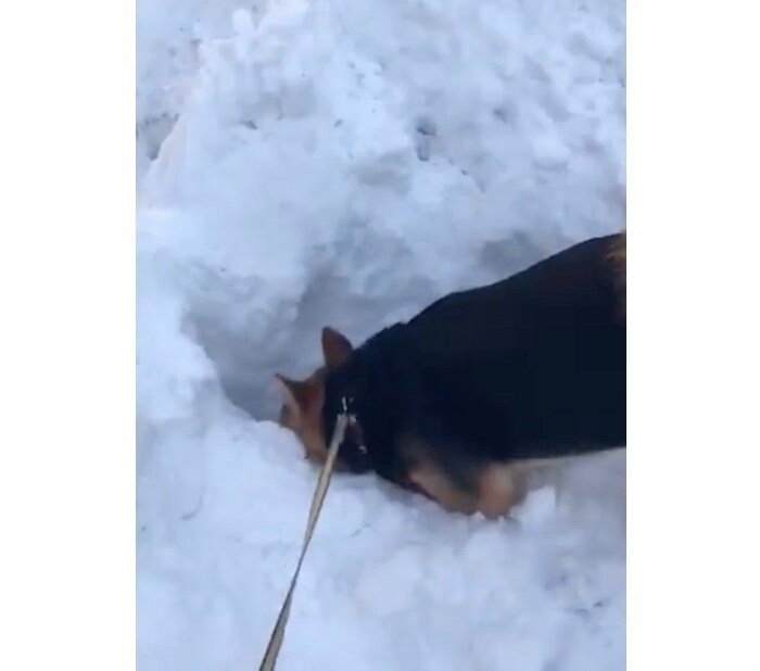 散歩途中に雪遊び（提供：山さん）
