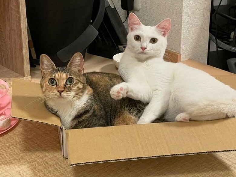 一緒に入るではなく、もはや、むぎちゃんの上に乗っている