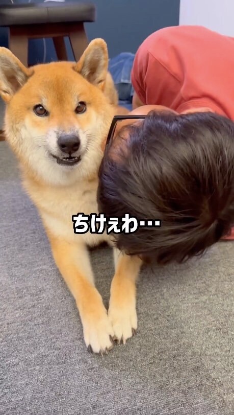 提供：柴犬ぽてとさん