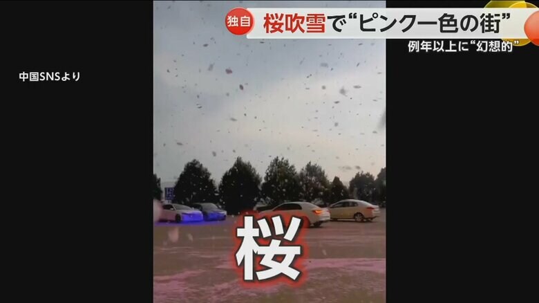 桜が舞い散り、あたり一面ピンク色になる幻想的な様子