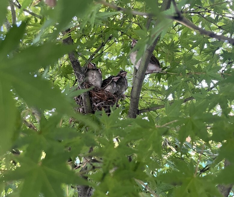 巣立つヒヨドリ…実は4羽だった