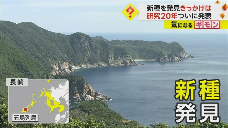 長崎県五島列島。ある生き物が新種だと発表された