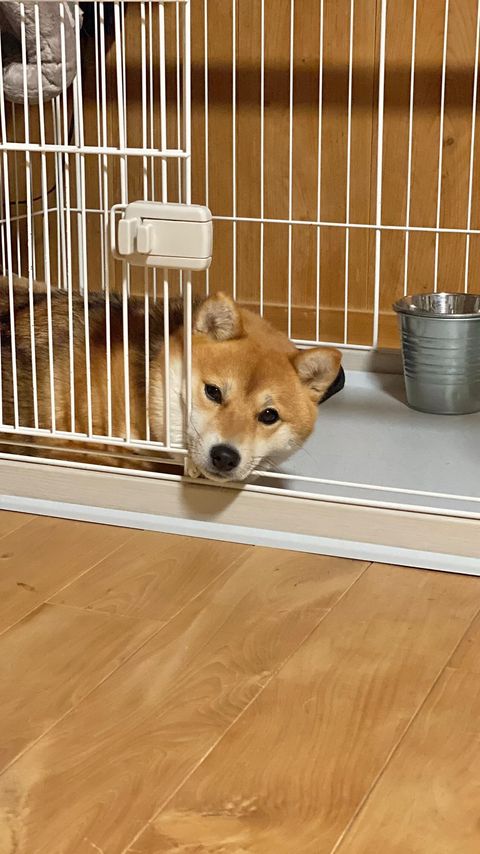 提供：shiba_mugi_さん