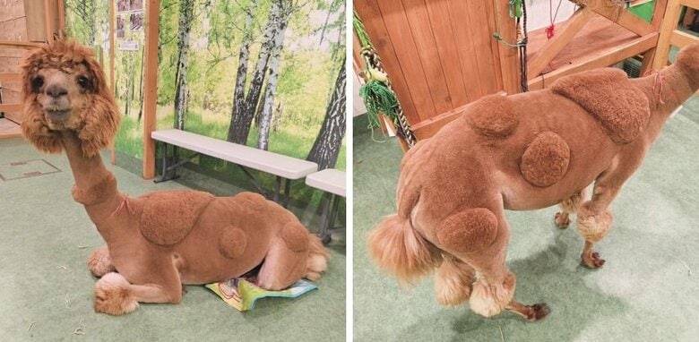 あかねちゃんの“トイプードル”スタイル