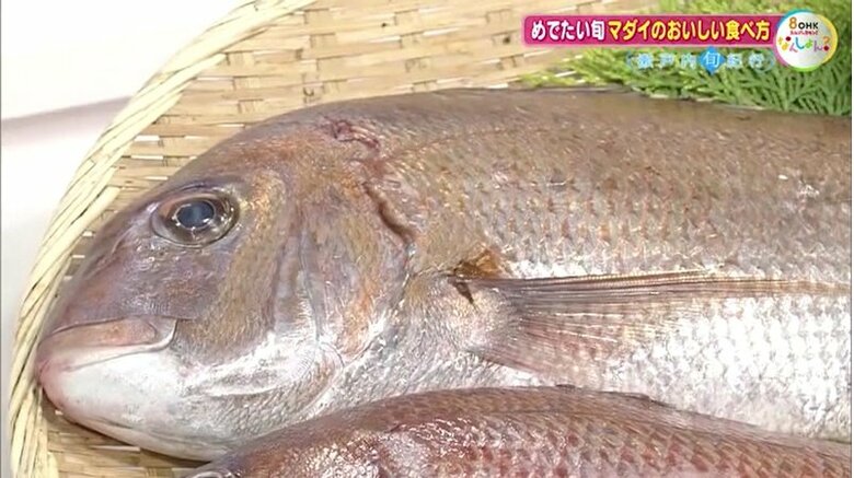 天然のマダイ