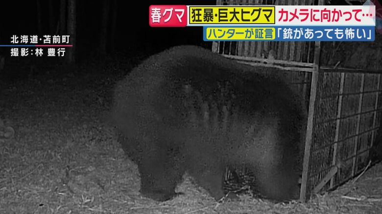 体重330キロのヒグマ
