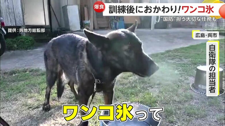 おかわりしてバクバクと氷を食べる犬
