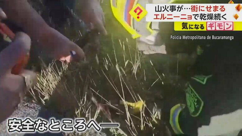 助け出されたモグラの赤ちゃんは、安全な場所に運ばれた