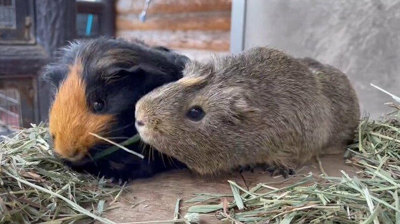 ぐいっと引っ張るきのこちゃん（提供：須坂市動物園）