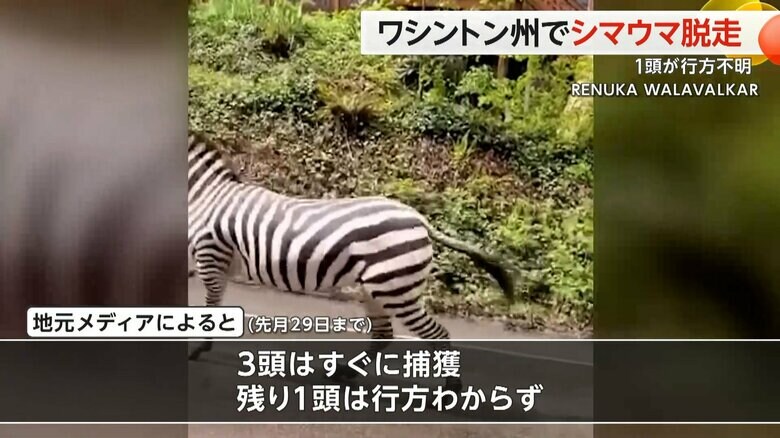 脱走した4頭のうち、3頭のシマウマをすぐに捕獲
