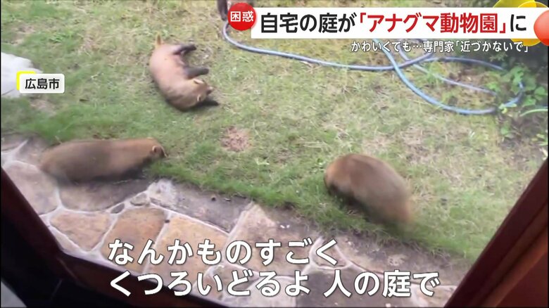 自分のすみかのように自由に駆け回ったり、じゃれ合ったりするアナグマたち