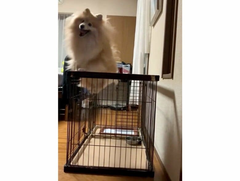 提供：デカポメ《えり太》との日々さん