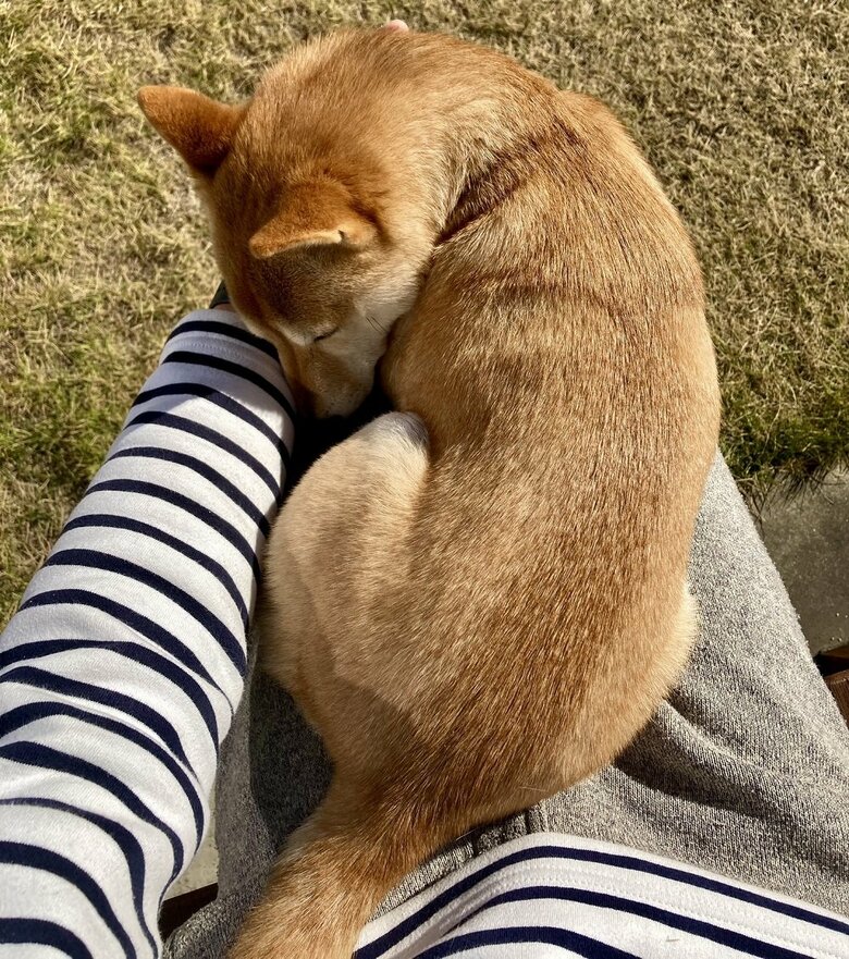 膝上でひなたぼっこ