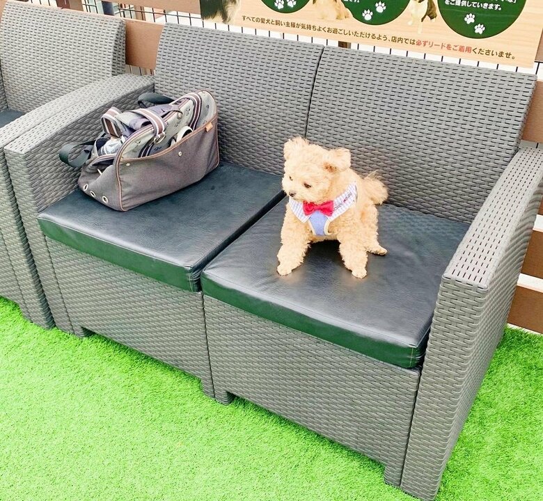 ドッグランでもちょこんと座り、眺めている