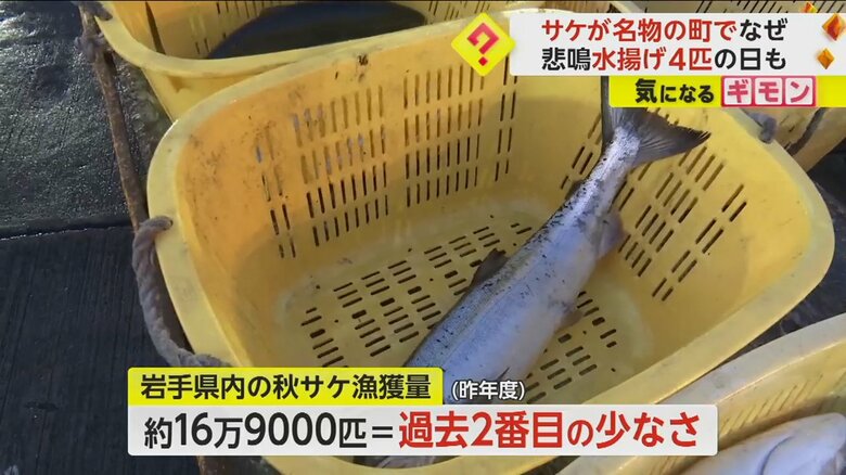 岩手県の宮古市魚市場で水揚げされたサケ
サケ
