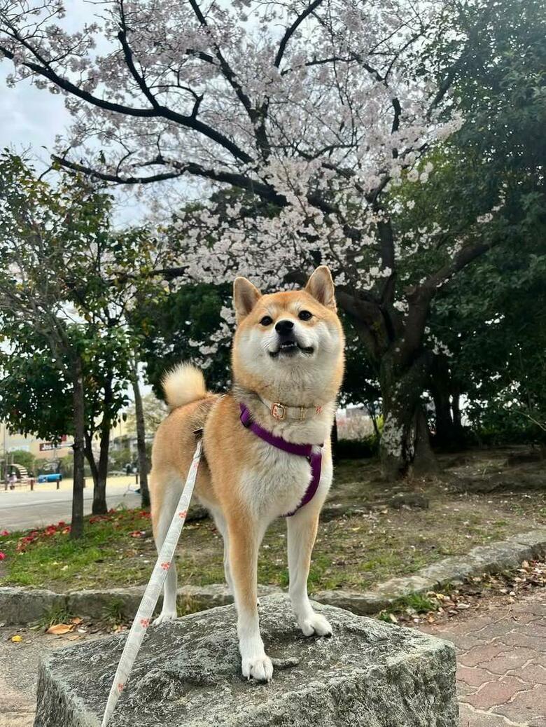 提供：柴犬ゆきちゃん