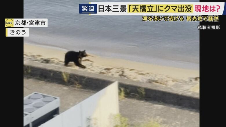砂浜を走るクマ