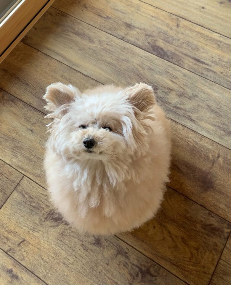 提供：＠tsuru_323さん